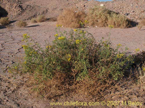 Imágen de Lycopersicon chilense (). Haga un clic para aumentar parte de imágen.