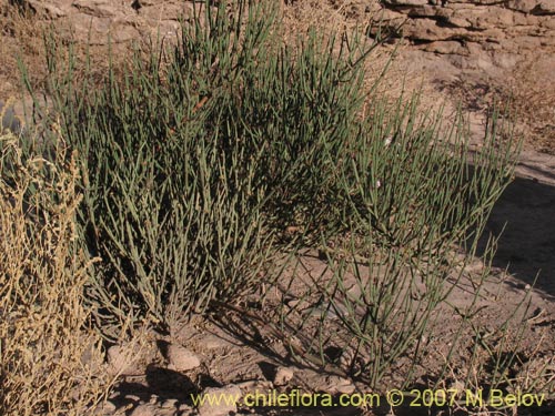 Bild von Ephedra breana (). Klicken Sie, um den Ausschnitt zu vergrössern.