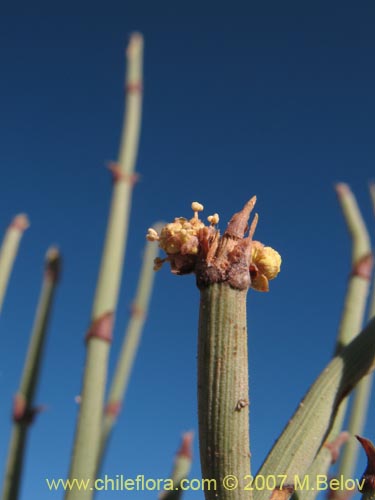 Фотография Ephedra breana (). Щелкните, чтобы увеличить вырез.