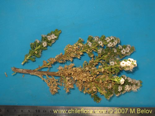 Image of Baccharis sp. #1327 (). Click to enlarge parts of image.