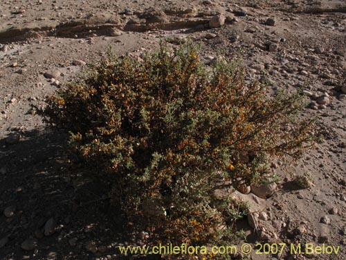 Imágen de Adesmia sp. #1329 (). Haga un clic para aumentar parte de imágen.