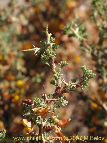 Bild von Adesmia sp. #1329 (). Klicken Sie, um den Ausschnitt zu vergrössern.