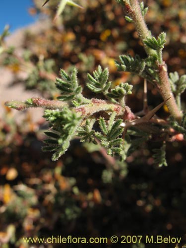 Bild von Adesmia sp. #1329 (). Klicken Sie, um den Ausschnitt zu vergrössern.