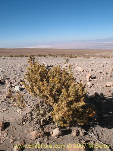 Фотография Chuquiraga atacamensis (). Щелкните, чтобы увеличить вырез.