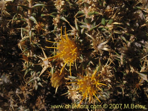 Image of Chuquiraga atacamensis (). Click to enlarge parts of image.