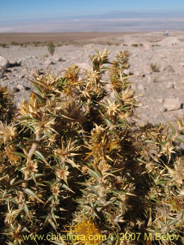 Фотография Chuquiraga atacamensis (). Щелкните, чтобы увеличить вырез.