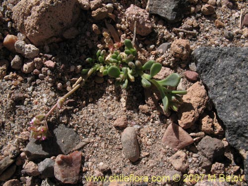 Image of Unidentified Plant sp. #1330 (). Click to enlarge parts of image.