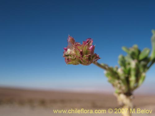 Imágen de Planta no identificada sp. #1330 (). Haga un clic para aumentar parte de imágen.