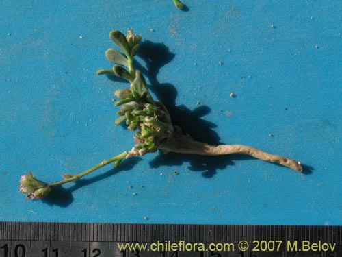 Image of Unidentified Plant sp. #1330 (). Click to enlarge parts of image.