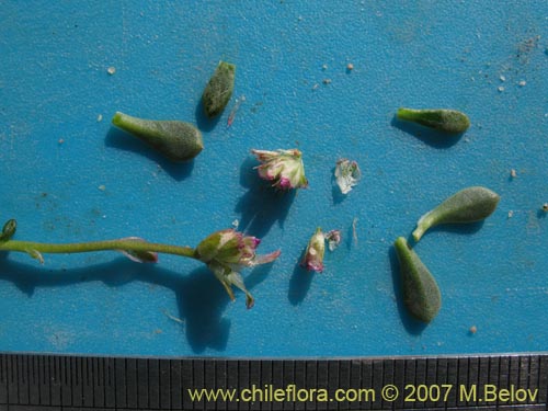 Image of Unidentified Plant sp. #1330 (). Click to enlarge parts of image.