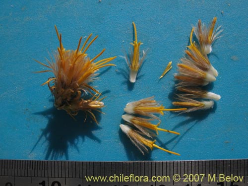 Image of Chuquiraga atacamensis (). Click to enlarge parts of image.