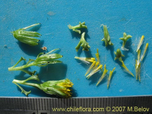 Image of Senecio sp. #1458 (). Click to enlarge parts of image.