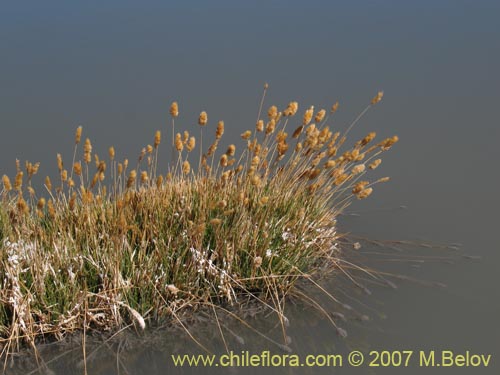 Фотография Deyeuxia chrysantha (). Щелкните, чтобы увеличить вырез.
