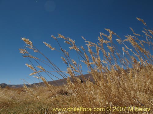 Poaceae sp. #Z 6969の写真