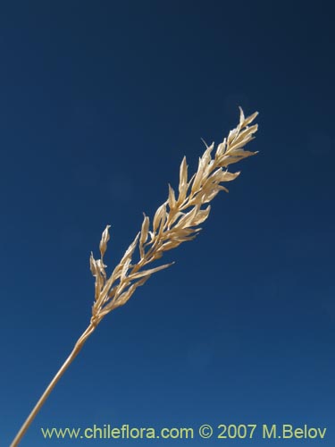 Image of Poaceae sp. #Z 6969 (). Click to enlarge parts of image.