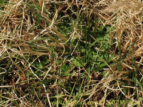 Image of Werneria pinnatifida (). Click to enlarge parts of image.