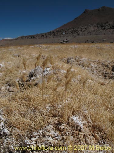 Imágen de Poaceae sp. #1324 (). Haga un clic para aumentar parte de imágen.