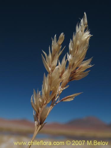 Imágen de Poaceae sp. #1324 (). Haga un clic para aumentar parte de imágen.