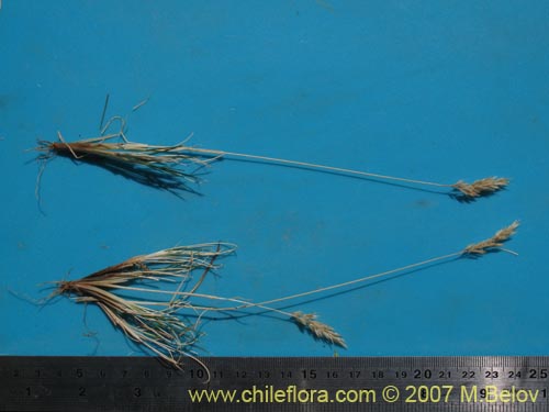 Image of Poaceae sp. #Z 6969 (). Click to enlarge parts of image.