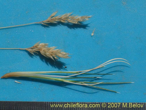 Imágen de Poaceae sp. #3046 (). Haga un clic para aumentar parte de imágen.