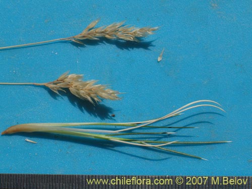 Image of Poaceae sp. #3046 (). Click to enlarge parts of image.