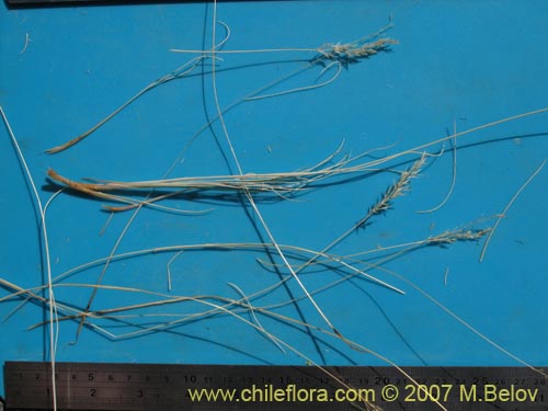 Image of Poaceae sp. #3046 (). Click to enlarge parts of image.