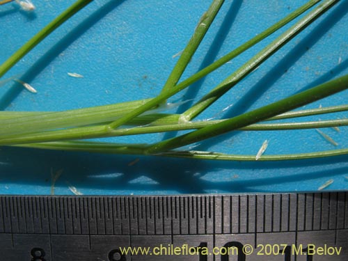 Image of Poaceae sp. #3046 (). Click to enlarge parts of image.