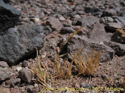 Imágen de Poaceae sp. #1323 (). Haga un clic para aumentar parte de imágen.