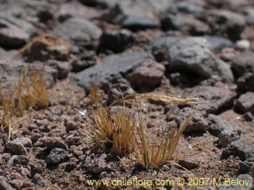 Imágen de Poaceae sp. #1323 (). Haga un clic para aumentar parte de imágen.