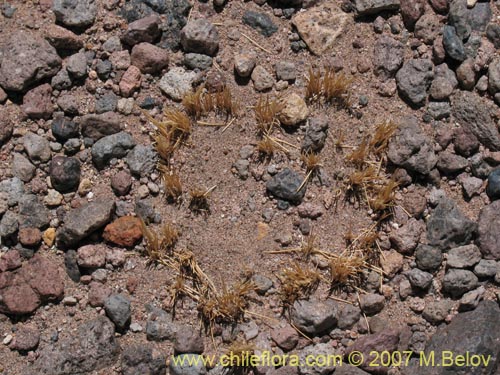 Imágen de Poaceae sp. #1323 (). Haga un clic para aumentar parte de imágen.