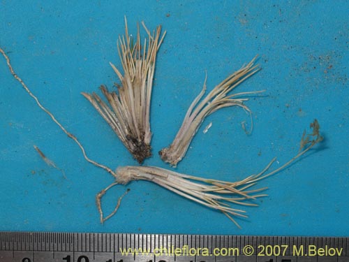 Poaceae sp. #1323的照片