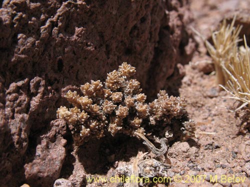 Imágen de Nototriche sp. #1299 (). Haga un clic para aumentar parte de imágen.