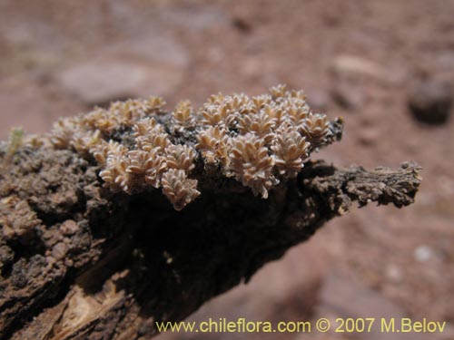 Bild von Nototriche sp. #1299 (). Klicken Sie, um den Ausschnitt zu vergrössern.