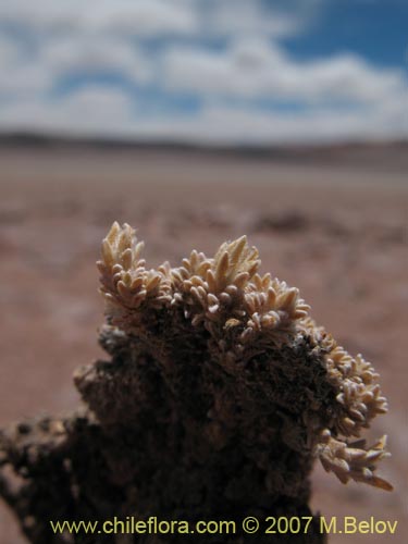 Imágen de Nototriche sp. #1299 (). Haga un clic para aumentar parte de imágen.