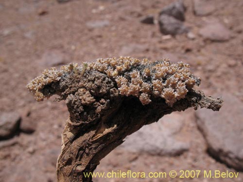 Bild von Nototriche sp. #1299 (). Klicken Sie, um den Ausschnitt zu vergrössern.