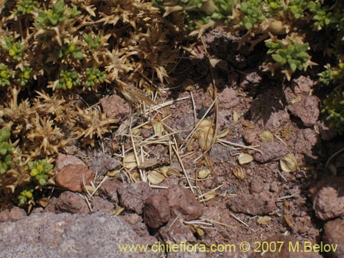 Imágen de Mulinum crassifolium (). Haga un clic para aumentar parte de imágen.