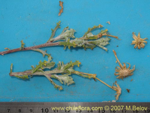 Imágen de Asteraceae sp. #Z 6959 (). Haga un clic para aumentar parte de imágen.