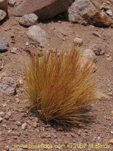 Bild von Stipa sp. #1757 (). Klicken Sie, um den Ausschnitt zu vergrössern.