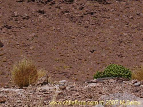 Image of Stipa sp. #1757 (). Click to enlarge parts of image.