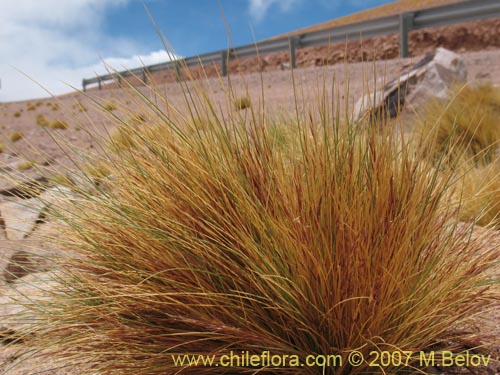 Imágen de Stipa sp. #1757 (). Haga un clic para aumentar parte de imágen.