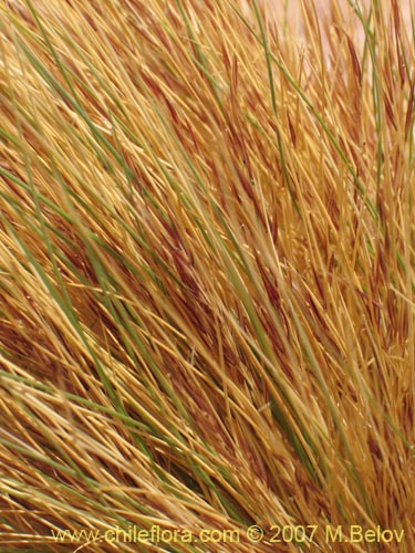 Image of Stipa sp. #1757 (). Click to enlarge parts of image.