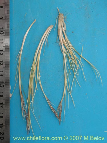 Image of Stipa sp. #1757 (). Click to enlarge parts of image.