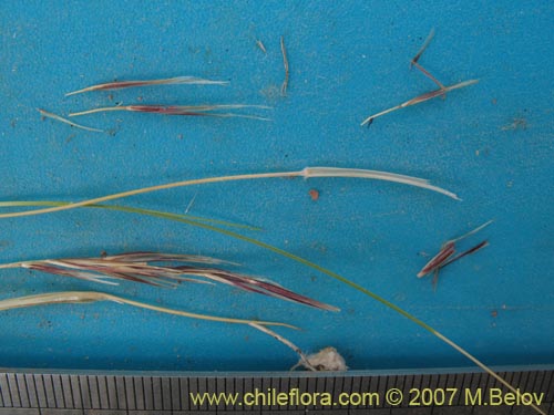 Image of Stipa sp. #1757 (). Click to enlarge parts of image.