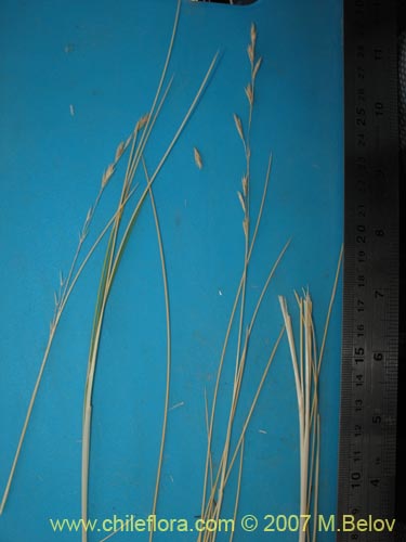 Poaceae sp. #1298の写真