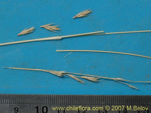Imágen de Poaceae sp. #1298 (). Haga un clic para aumentar parte de imágen.