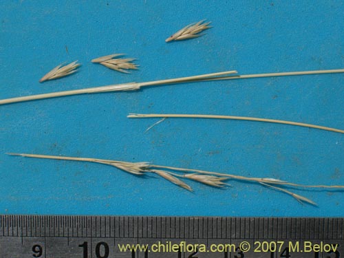 Image of Poaceae sp. #1298 (). Click to enlarge parts of image.