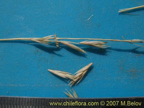 Poaceae sp. #1298의 사진