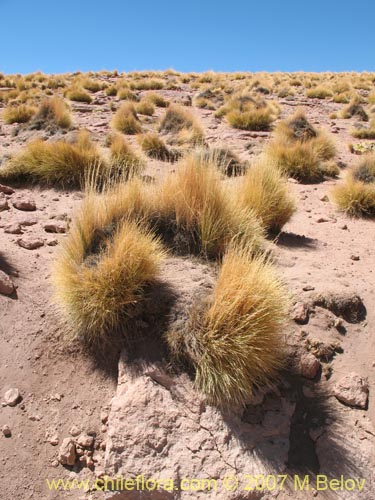 Imágen de Poaceae sp. #1298 (). Haga un clic para aumentar parte de imágen.