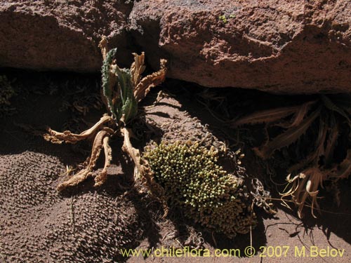Image of Perezia pupurata (). Click to enlarge parts of image.