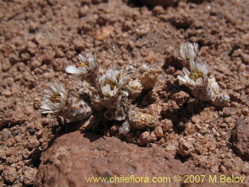 Imgen de Chaetanthera revoluta (). Haga un clic para aumentar parte de imgen.